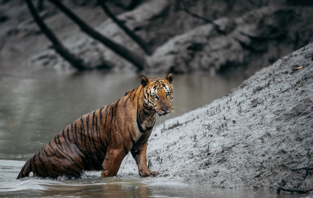 Planning your Sundarbans adventure